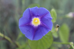 Ipomoea parasitica