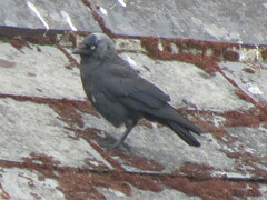 Corvus monedula