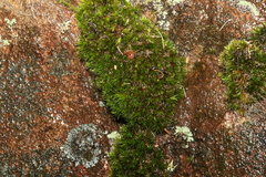 Campylopus introflexus