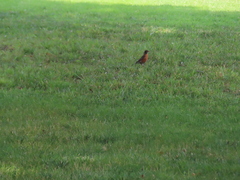 Turdus migratorius