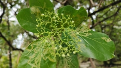 Premna obtusifolia