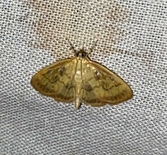 Crocidophora tuberculalis