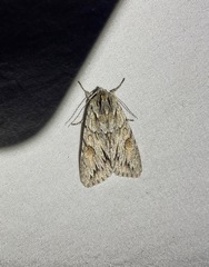 Andropolia