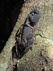 Centruroides edwardsii