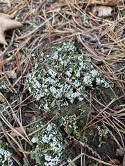 Cladonia apodocarpa