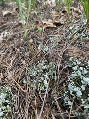 Cladonia apodocarpa