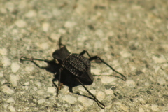 Philolithus aegrotus