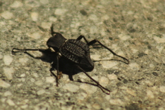 Philolithus aegrotus