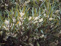 Elaeocarpus dentatus