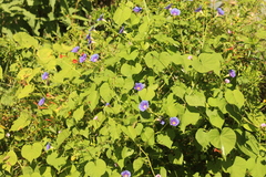 Ipomoea parasitica