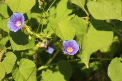 Ipomoea parasitica
