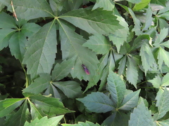 Parthenocissus quinquefolia
