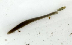 Planaria