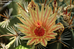 Ferocactus townsendianus