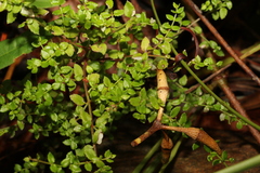 Gonocarpus teucrioides