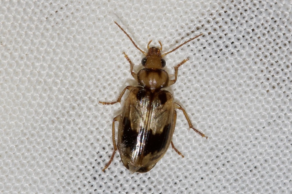 Lebiinae From Woods Bushland Reserve, Tuerong Vic 3915, Australia On 