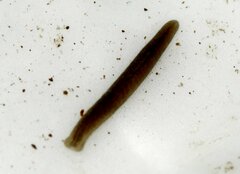 Planaria