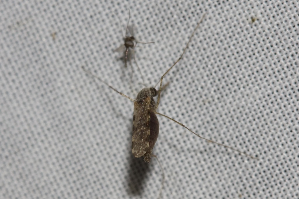 Spear Mosquito from Woods Bushland Reserve, Tuerong VIC 3915, Australia ...