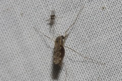 Anopheles annulipes