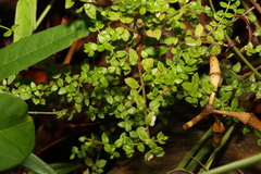 Gonocarpus teucrioides