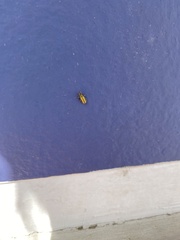 Xanthogaleruca luteola