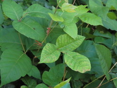 Toxicodendron radicans