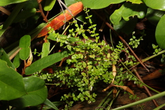 Gonocarpus teucrioides