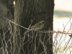 Passer melanurus vicinus