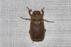 Maechidius