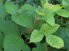 Toxicodendron radicans