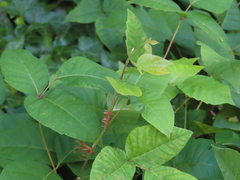 Toxicodendron radicans