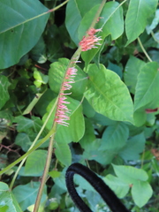 Toxicodendron radicans