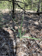 Yucca arkansana