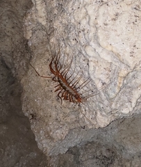 Thereuopoda clunifera