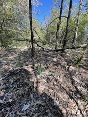 Yucca arkansana