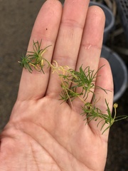Spergula