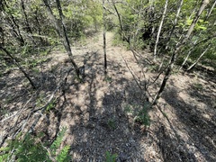 Yucca arkansana