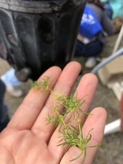 Spergula