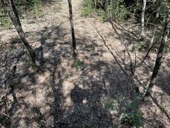 Yucca arkansana