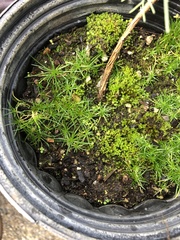 Spergula