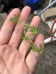 Spergula