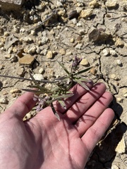 Liatris punctata mucronata