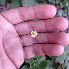 Perityle microglossa