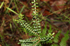 Triplarina volcanica