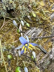Dianella tasmanica