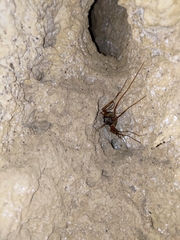 Thereuopoda clunifera