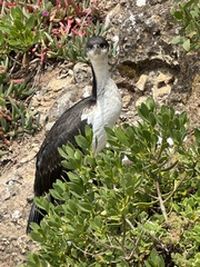 Phalacrocorax fuscescens