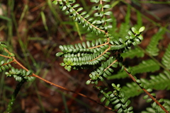 Triplarina volcanica