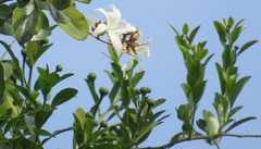 Ancylobothrys petersiana