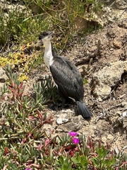 Phalacrocorax fuscescens